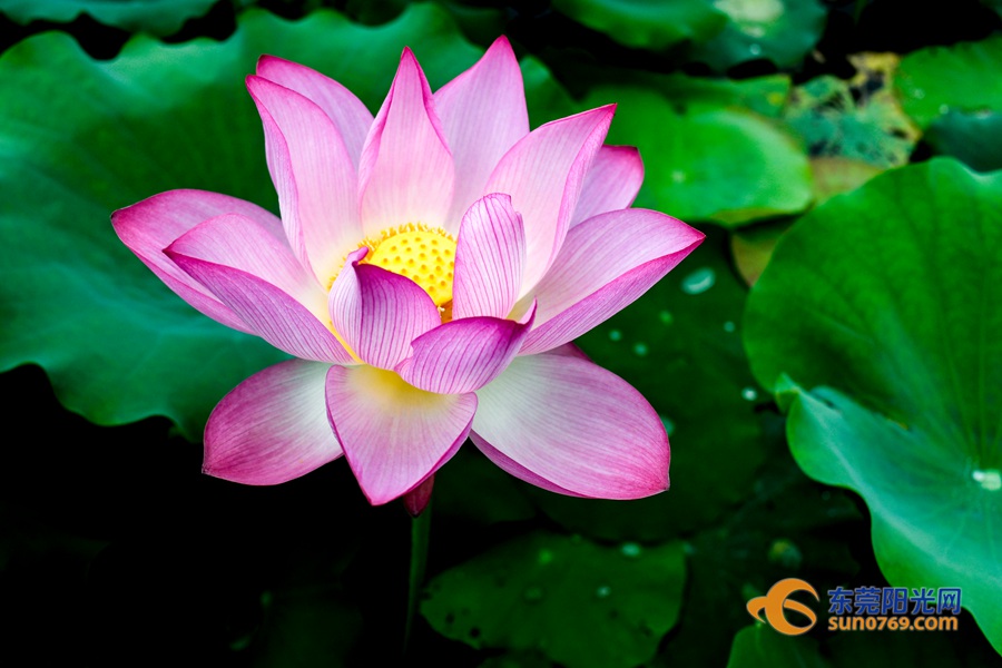 Enjoy Dongguan's blossoming lotus