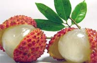 Dongguan lychee