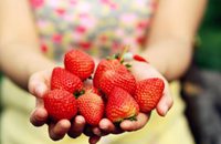 Where to Go Strawberry Picking in Dongguan