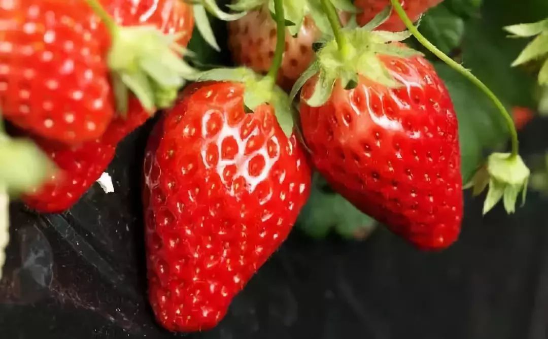Taste the first strawberry this winter in Dongguan