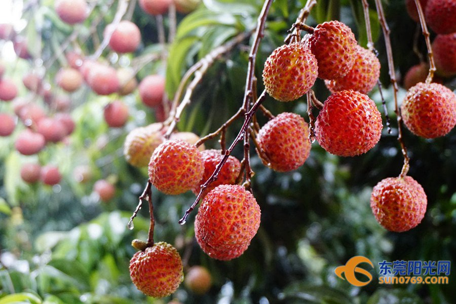 Where to pick lychee in Dongguan