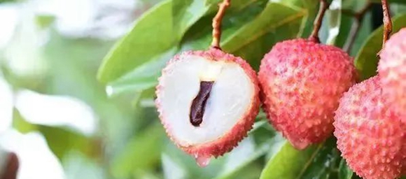 Dongguan lychee to be on the market