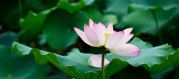 Enjoy the beautiful Lotus in Dongguan