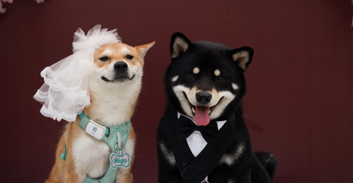 40 dogs to tie the knot at Dongguan's Pet Party