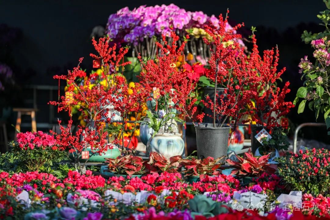 Dongguan's Spring Festival markets in full bloom