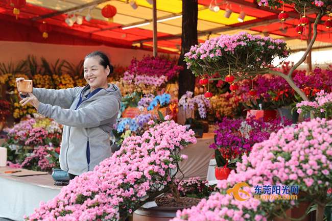 A glimpse of spring festival flower fairs across Dongguan